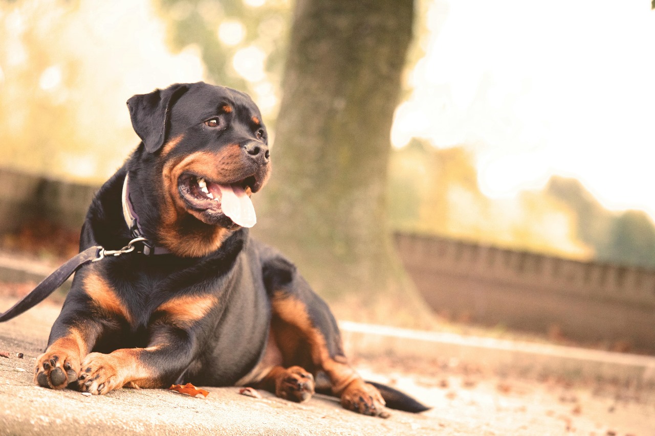 Security Dog Services Manchester – Expert Security Dog Services Manchester for Maximum Protection | ISA Support Services